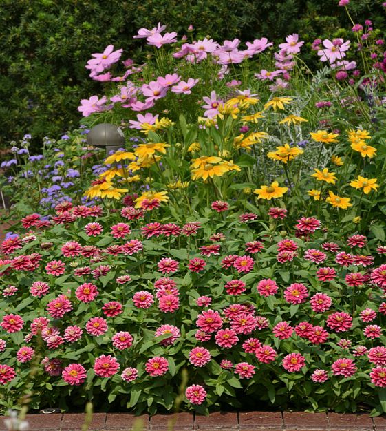 Zahara Double Raspberry Ripple Zinnia | John Scheepers Kitchen