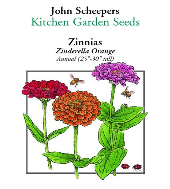 Zinderella Orange Zinnia | John Scheepers Kitchen Garden Seeds