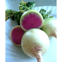 radishです。 Shrinmei Round Red Core Daikon Radish | John Scheepers Kitchen