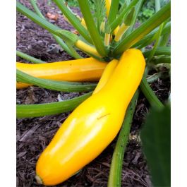 Golden Rod Zucchini | John Scheepers Kitchen Garden Seeds