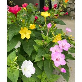 菜々緒/FOUR O'CLOCK Four O'Clock, 'Beddu' | Uprising Seeds