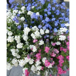 The Jewel Forget-Me-Nots Mixture | John Scheepers Kitchen Garden Seeds