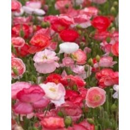 Springfield Poppy Falling-in-Love Shirley Poppy | John Scheepers Kitchen Garden Seeds