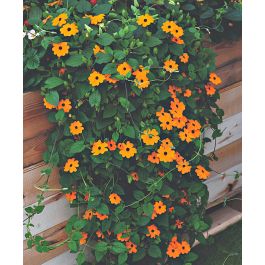 ジャケット・アウター RALEIGH BLACK EYED SUSAN VINE BICOLOR JK Tangerine Slice A-Peel® - Black-eyed Susan Vine - Thunbergia alata