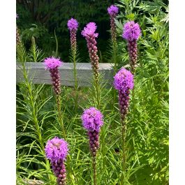 Blazing Stars | John Scheepers Kitchen Garden Seeds