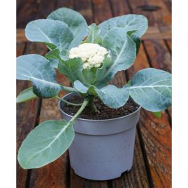 black plastic containers for plants 1 Gallon Pot (Black Plastic)