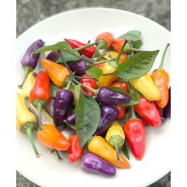 Chinese 5-Color Hot Chile Pepper | John Scheepers Kitchen Garden Seeds