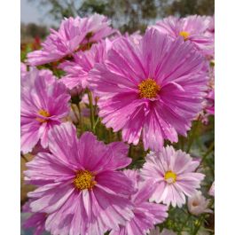 Pink Mosaic Cosmos | John Scheepers Kitchen Garden Seeds