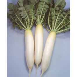 radishです。 daikonradish-saitaro-w_1.jpg