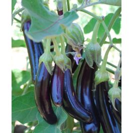 olivenbaum zimmerpflanze pflege Olivenbaum Ø:22 H:100 cm - Pflanzen online kaufen