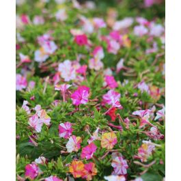 fouroclocks-marblestricolor1-w.jpg