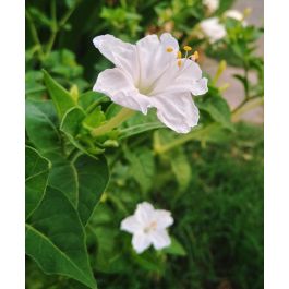 Pure White Four O'Clocks | John Scheepers Kitchen Garden Seeds