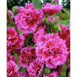 Fiesta Time Hollyhock | John Scheepers Kitchen Garden Seeds