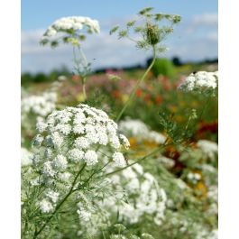 Lace Flower | John Scheepers Kitchen Garden Seeds