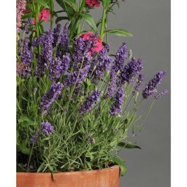 Ellagance Purple Lavender