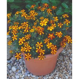 Mr. Majestic French Marigold | John Scheepers Kitchen Garden Seeds
