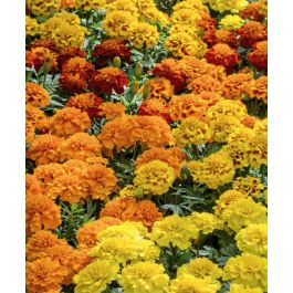 The Super Hero French Marigold Mixture | John Scheepers Kitchen