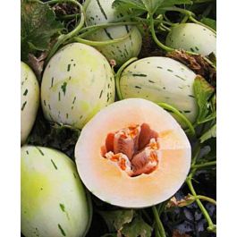 Orange Silver Wave Melon | John Scheepers Kitchen Garden Seeds