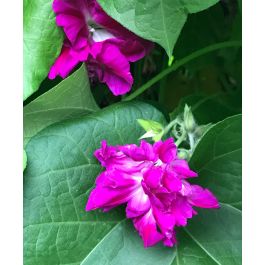 morning_glory-