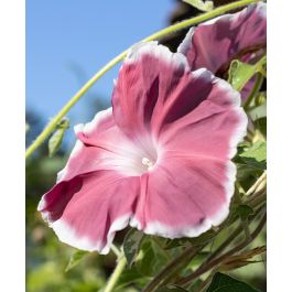 Chocolate Morning Glory | John Scheepers Kitchen Garden Seeds