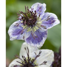 Delft Blue Nigella | John Scheepers Kitchen Garden Seeds