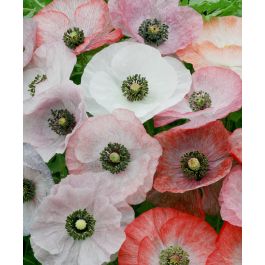 The Mother of Pearl Corn Poppy Mixture | John Scheepers Kitchen