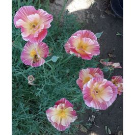 poppy-rosaromantica-w.jpg