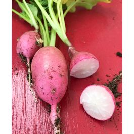 Lady Slipper Radish | John Scheepers Kitchen Garden Seeds