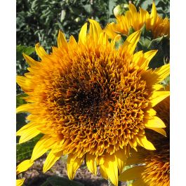 Sunflower╰(*´︶`*)╯ Firefox Sunflower | John Scheepers Kitchen Garden Seeds