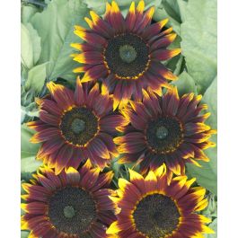 Shock-o-Lat Sunflower | John Scheepers Kitchen Garden Seeds