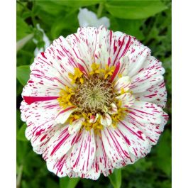 The Peppermint Stick Zinnia Mixture | John Scheepers Kitchen