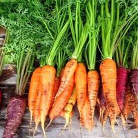 Classic arugula | John Scheepers Kitchen Garden Seeds