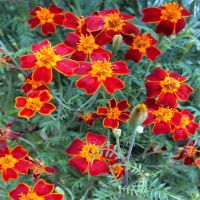 Paprika Signet Marigold | John Scheepers Kitchen Garden Seeds