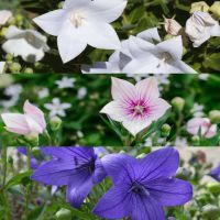 The Balloon Flower Mixture | John Scheepers Kitchen Garden Seeds