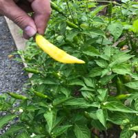 Lemon Drop Hot Chile Pepper John Scheepers Kitchen Garden Seeds