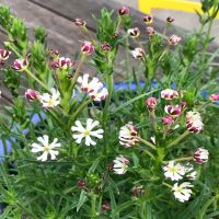 Midnight Candy Night Phlox | John Scheepers Kitchen Garden Seeds