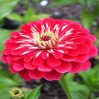 The Oklahoma Zinnia Mixture | John Scheepers Kitchen Garden Seeds