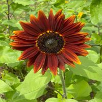 Shock-o-Lat Sunflower | John Scheepers Kitchen Garden Seeds