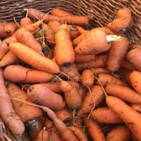 Vegetale-carota-Chantenay Royal 2400 semi 