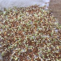 Curled Cress Seeds, Cress Sprouting Seeds