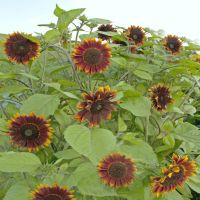 Shock-o-Lat F1 Annual Great Potted Plant- 10 Seeds SUNFLOWER SEEDS 