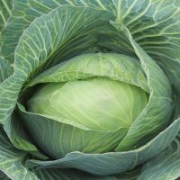 Late Flat Dutch Storage Cabbage | John Scheepers Kitchen Garden Seeds