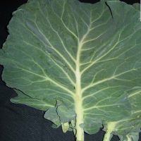 Morris Heading Collard Greens | John Scheepers Kitchen Garden Seeds