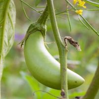25 Louisiana Long Green Eggplant Seeds - Solanum Melongena Vegetable Seeds For Home Gardening