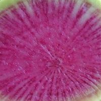 Shrinmei Round Red Core Daikon Radish | John Scheepers Kitchen