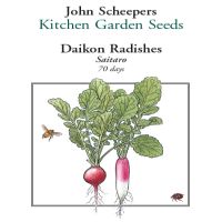 Saitaro Daikon Radish | John Scheepers Kitchen Garden Seeds