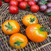 Orange Pixie Large Cherry Tomato | John Scheepers Kitchen Garden Seeds