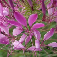 Mauve Queen Spider Flower | John Scheepers Kitchen Garden Seeds Mauve Queen Spider Flower | John Scheepers Kitchen Garden Seeds
