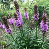 Blazing Stars | John Scheepers Kitchen Garden Seeds