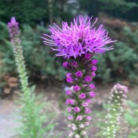 Blazing Stars | John Scheepers Kitchen Garden Seeds